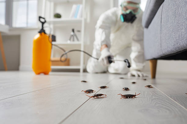 Post-Treatment Bed Bug Interceptor Monitoring in Greenville